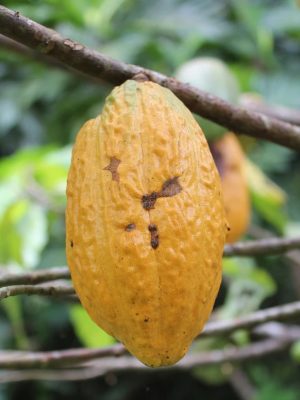 Com o projeto Na’kau – Em busca da sustentabilidade através de relações éticas, conservação da floresta e a valorização de produtos e pessoas amazônicas”, fomentado pelo Programa Inova Amazônia – Módulo Tração, edital Nº 001/2023, com o apoio do Governo do Amazonas, por meio da Fundação de Amparo à Pesquisa do Estado do Amazonas (Fapeam), e em parceria com o Serviço Brasileiro de Apoio às Micro e Pequenas Empresas (Sebrae), o empreendimento tem como propósito colocar em prática ações de impacto socioambiental que sejam positivas para o desenvolvimento sustentável da Amazônia.