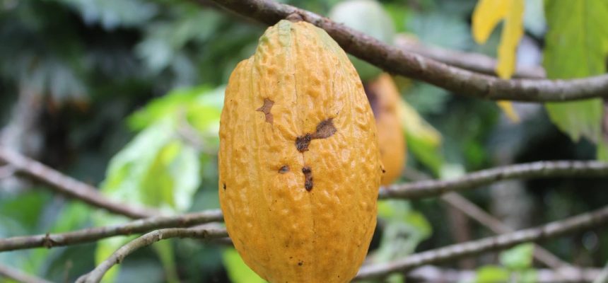 Com o projeto Na’kau – Em busca da sustentabilidade através de relações éticas, conservação da floresta e a valorização de produtos e pessoas amazônicas”, fomentado pelo Programa Inova Amazônia – Módulo Tração, edital Nº 001/2023, com o apoio do Governo do Amazonas, por meio da Fundação de Amparo à Pesquisa do Estado do Amazonas (Fapeam), e em parceria com o Serviço Brasileiro de Apoio às Micro e Pequenas Empresas (Sebrae), o empreendimento tem como propósito colocar em prática ações de impacto socioambiental que sejam positivas para o desenvolvimento sustentável da Amazônia.